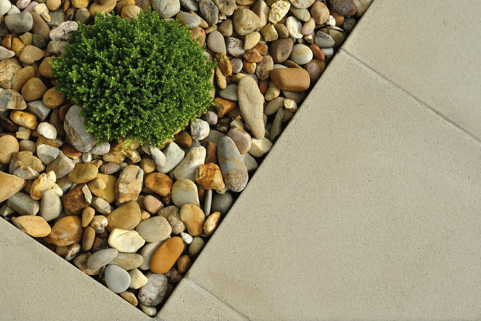 Garden Path with Plant